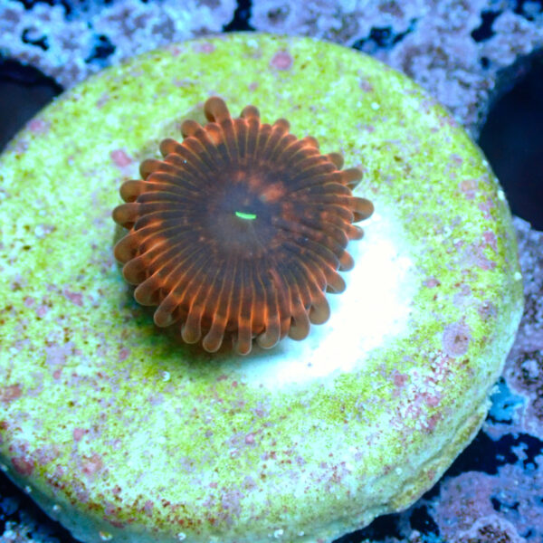 TC Zoanthus X Men - Imagen 2