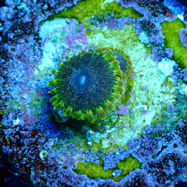 TC Zoanthus Tantrum - Imagen 2