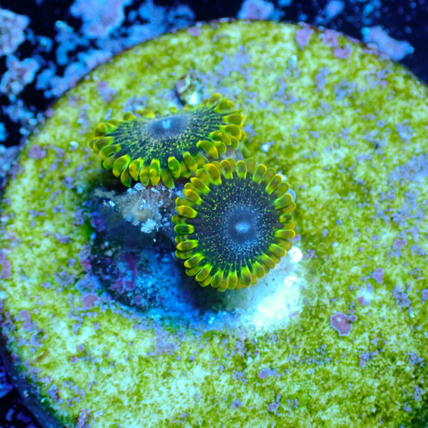 TC Zoanthus Tantrum - Imagen 2