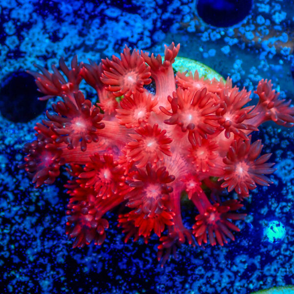 TC Goniopora Red Dragon - Imagen 2
