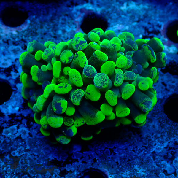 TC Euphyllia parancora Blotchy 2 cabezas - Imagen 2