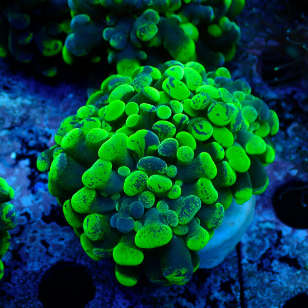 TC Euphyllia parancora Blotchy 2 cabezas - Imagen 2