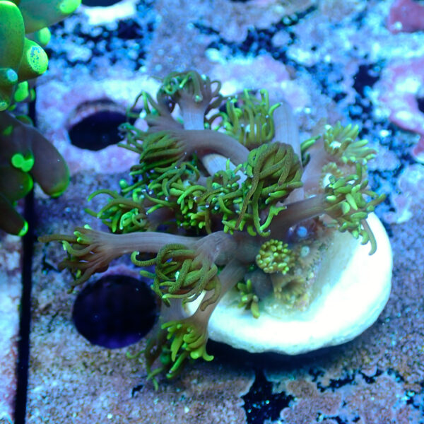 TC Goniopora Sweet Dreams - Imagen 2