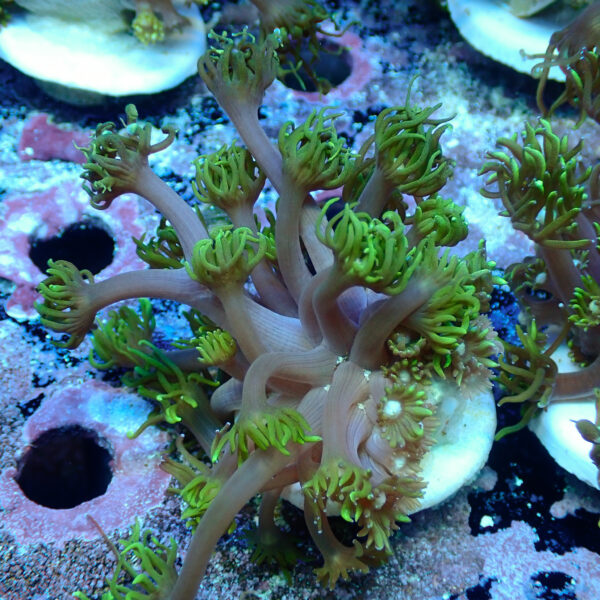 TC Goniopora Sweet Dreams - Imagen 2