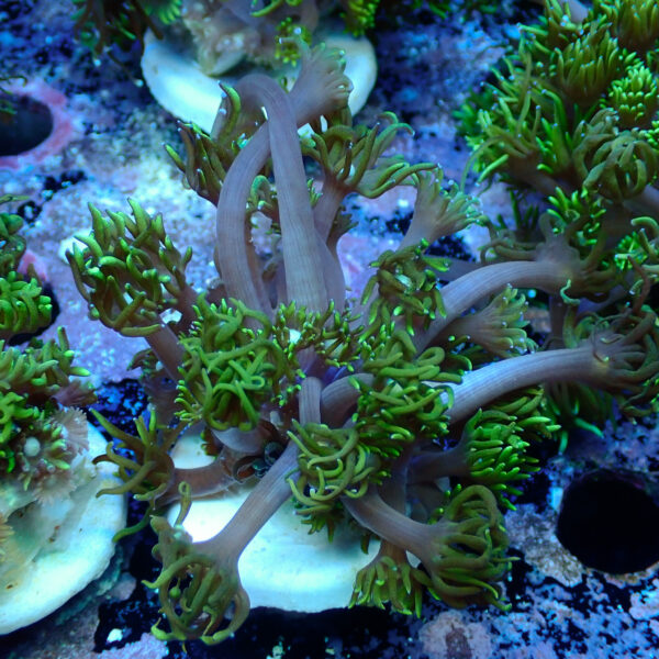 TC Goniopora Sweet Dreams - Imagen 2