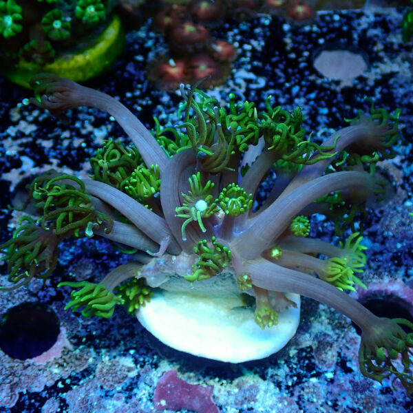 TC Goniopora Sweet Dreams - Imagen 2