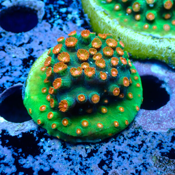 TC Cyphastrea Jingle Bells frag XL - Imagen 2