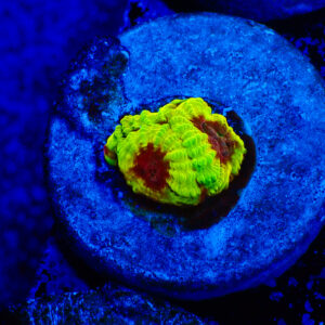 TC Favia Wolverine frag S