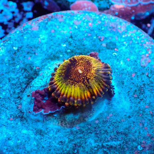 TC Zoanthus Speckled Dragon