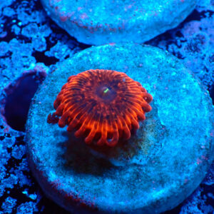 TC Zoanthus X Men