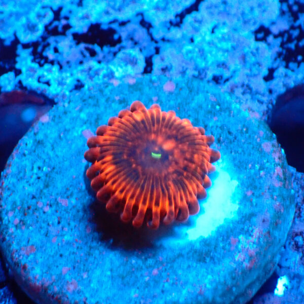 TC Zoanthus X Men