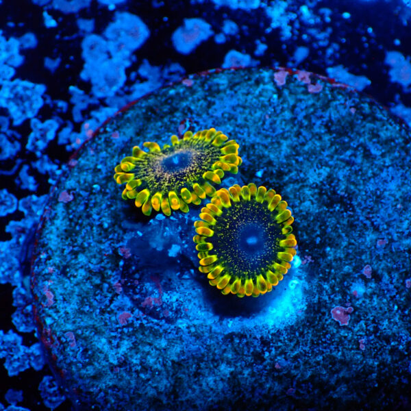 TC Zoanthus Tantrum