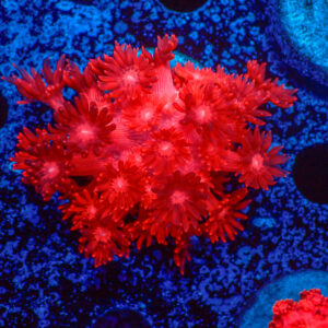 TC Goniopora Red Dragon