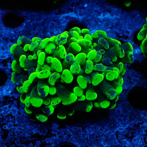 TC Euphyllia parancora Blotchy 2 cabezas