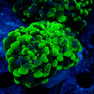 TC Euphyllia parancora Blotchy 2 cabezas