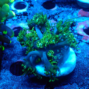 TC Goniopora Sweet Dreams