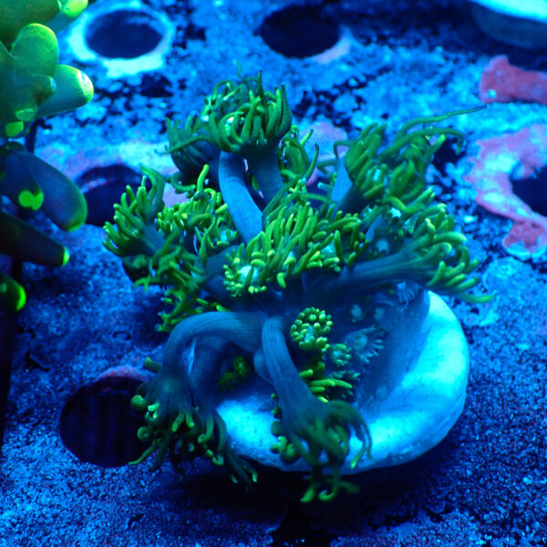 TC Goniopora Sweet Dreams