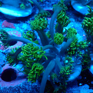 TC Goniopora Sweet Dreams