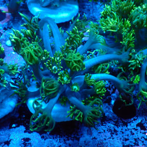TC Goniopora Sweet Dreams