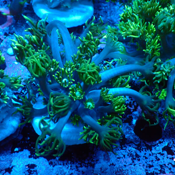 TC Goniopora Sweet Dreams