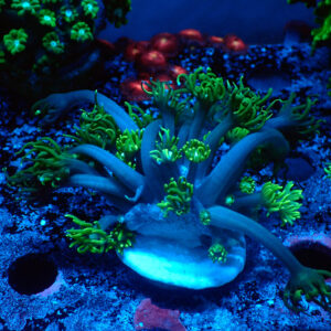 TC Goniopora Sweet Dreams