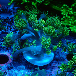 TC Goniopora Sweet Dreams