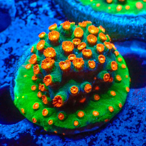 TC Cyphastrea Jingle Bells frag XL