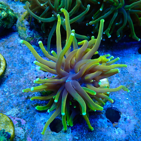 TC Euphyllia glabrecens Dragon Soul - Imagen 2