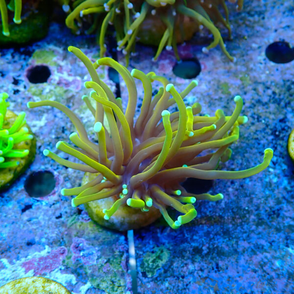 TC Euphyllia glabrecens Dragon Soul - Imagen 2