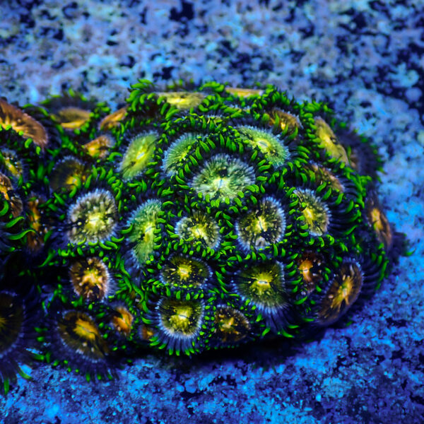 TC Zoanthus Nirvana colonia - Imagen 2