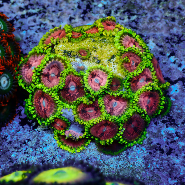 TC Zoanthus Fake Lime Chilli colonia - Imagen 2