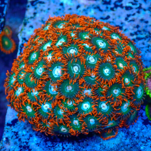 TC Zoanthus Gatorade colonia - Imagen 2