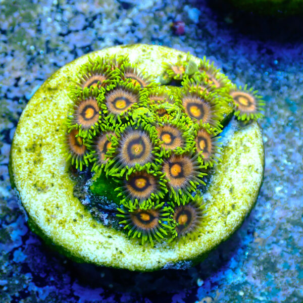 TC Zoanthus Blow Pop - Imagen 2