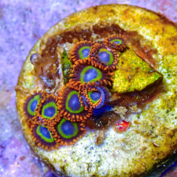 TC Zoanthus Fruit Loops - Imagen 2