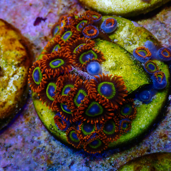 TC Zoanthus Fruit Loops colonia - Imagen 2