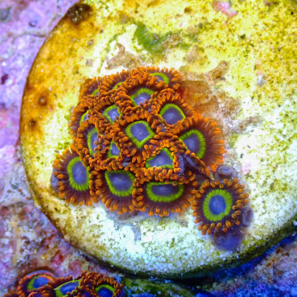 TC Zoanthus Fruit Loops - Imagen 2