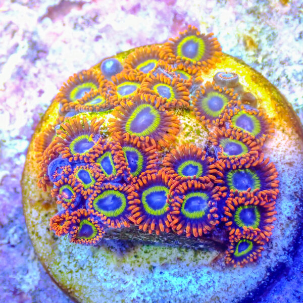 TC Zoanthus Fruit Loops colonia - Imagen 2