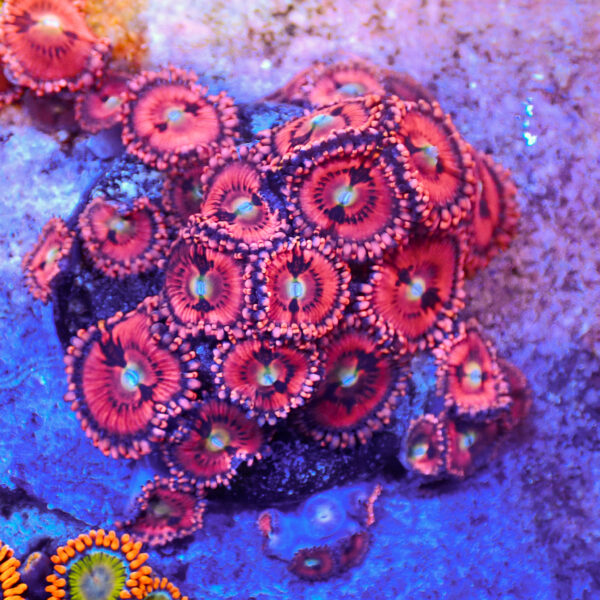 TC Zoanthus Pink Sakura colonia - Imagen 2