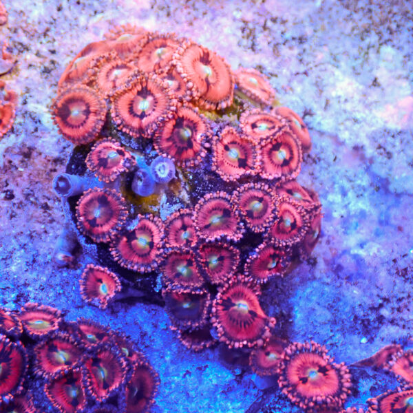 TC Zoanthus Pink Sakura colonia - Imagen 2