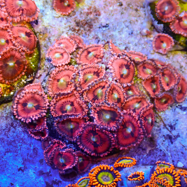 TC Zoanthus Pink Sakura colonia - Imagen 2