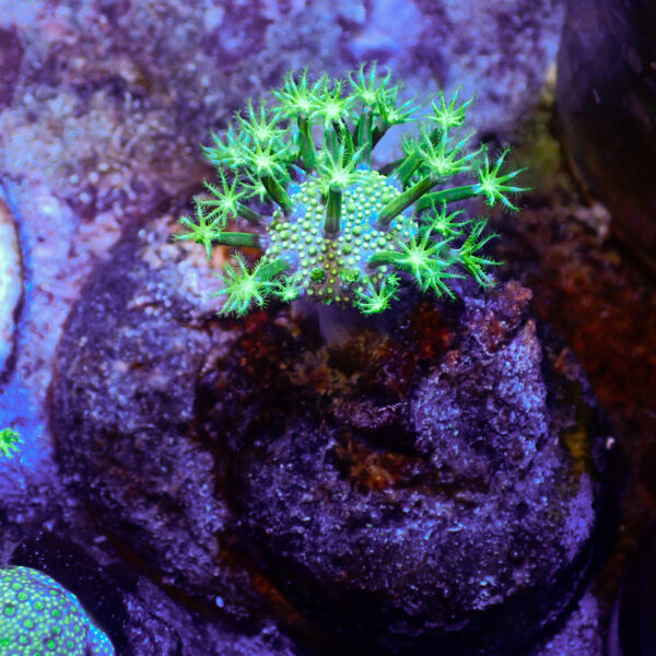 TC Sarcophyton Toxic Green talla S - Imagen 2