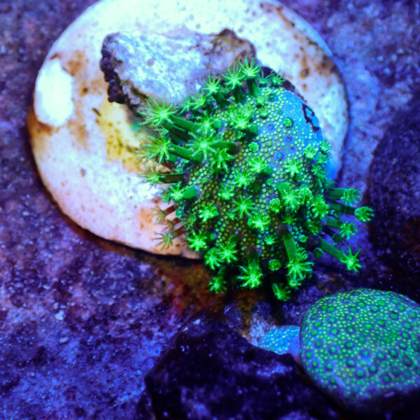 TC Sarcophyton Toxic Green talla S - Imagen 2