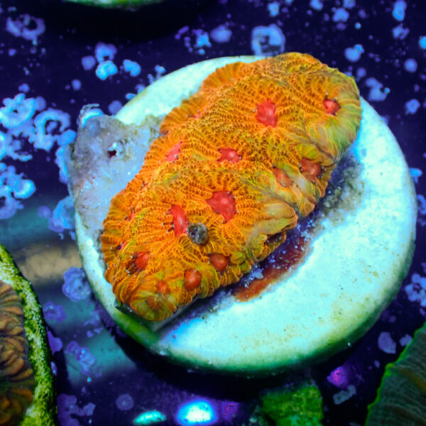 TC Favites Candy Corn - Imagen 2