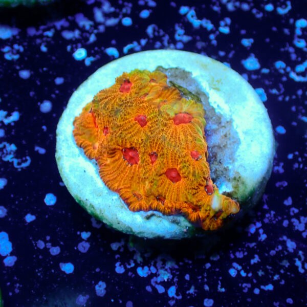 TC Favites Candy Corn - Imagen 2
