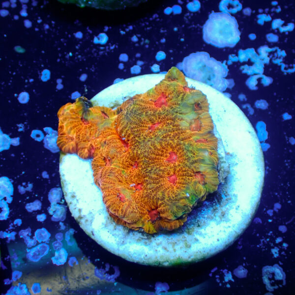 TC Favites Candy Corn - Imagen 2
