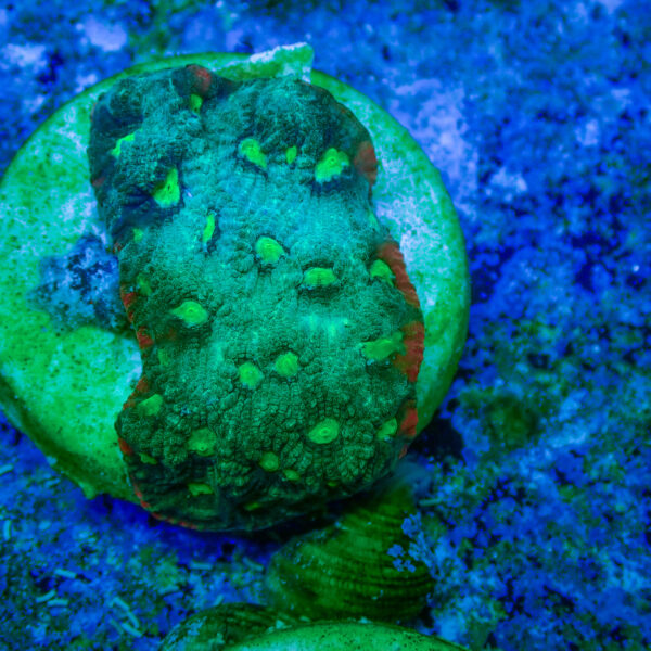 TC Favites Guacamole - Imagen 2