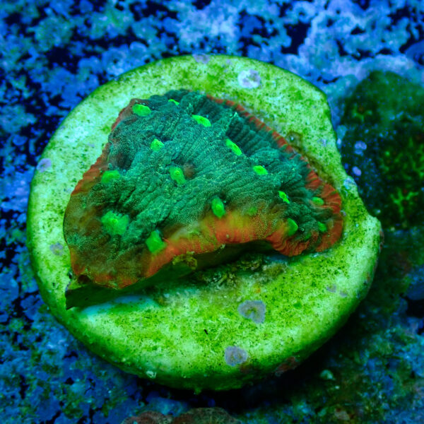 TC Favites Guacamole - Imagen 2