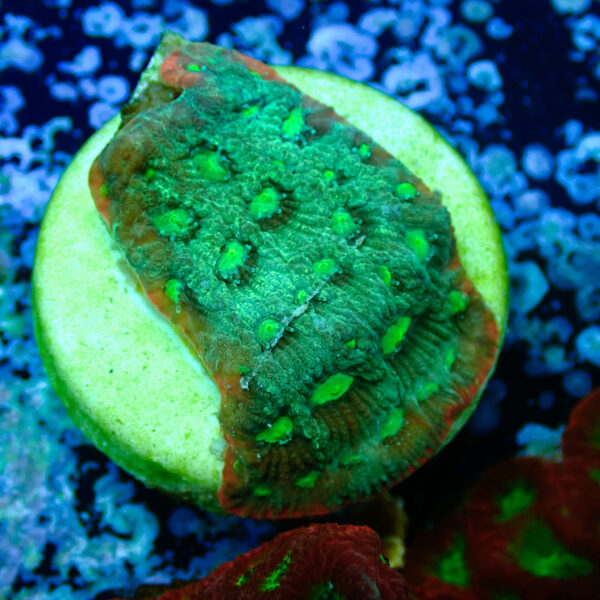TC Favites Guacamole - Imagen 2