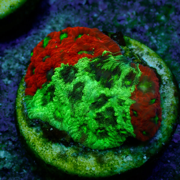 TC Favites Ultimate War Paint - Imagen 2