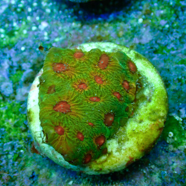 TC Favites Green Fascination - Imagen 2